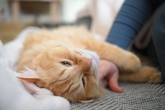 猫の性格は『4つの種類』に分けられる？　各タイプの特徴から上手な関わり方まで解説