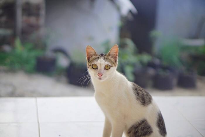 猫の性格は『4つの種類』に分けられる？　各タイプの特徴から上手な関わり方まで解説