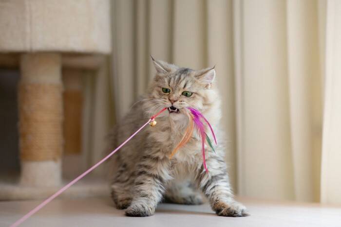 猫の性格は『4つの種類』に分けられる？　各タイプの特徴から上手な関わり方まで解説