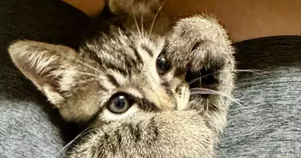 子猫のことを甘やかした結果→ソファの上を見ると…あまりにも尊い光景に２万いいね「ますます可愛くなっちゃうんだ」「たまらないぜ」