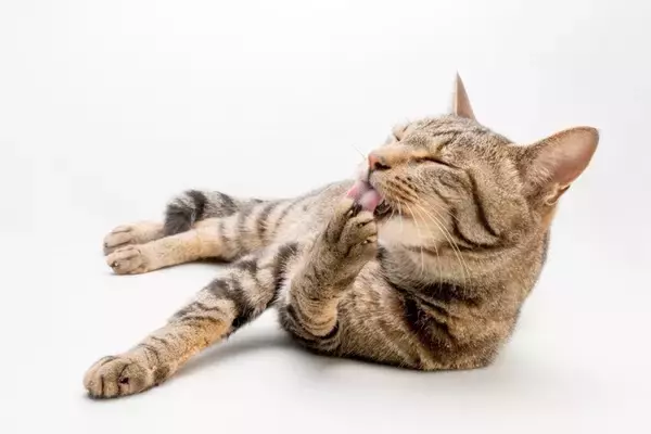 猫が『手を舐め続ける』ときに考えられる理由4つ 　心身の不調が隠れていることも？対処法まで解説