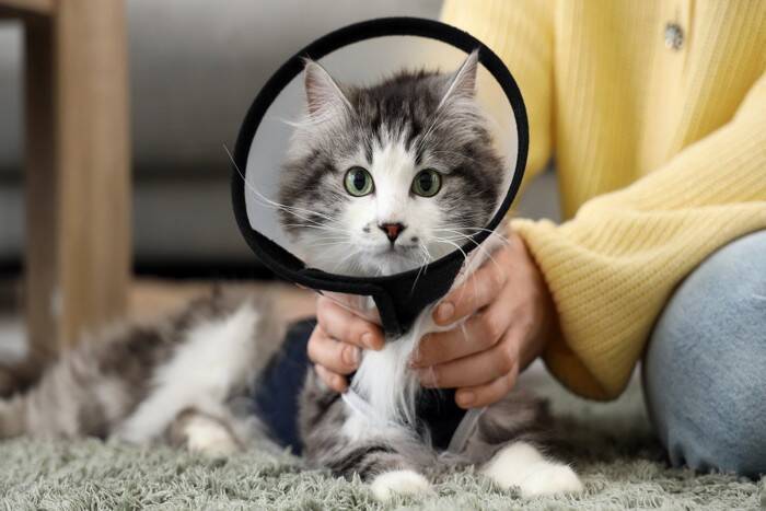 猫が『手を舐め続ける』ときに考えられる理由4つ 　心身の不調が隠れていることも？対処法まで解説