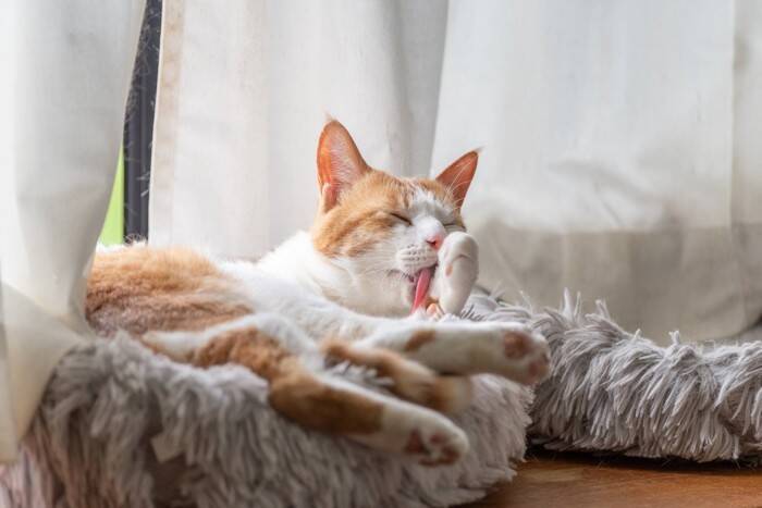 猫が『手を舐め続ける』ときに考えられる理由4つ 　心身の不調が隠れていることも？対処法まで解説