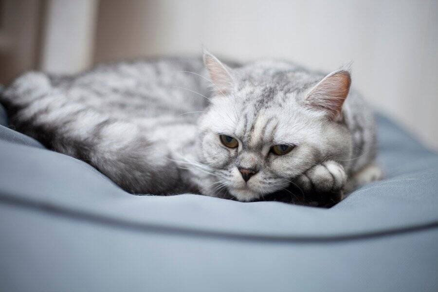 猫が『落ち込んでしまう』飼い主の行動4選　気分が沈む理由や適切な関わり方