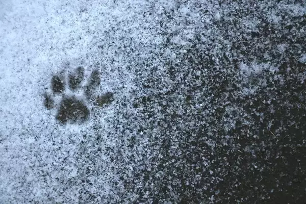 猫の『足が冷えている』ときの原因3つ　病気の可能性や取るべき対処法も解説