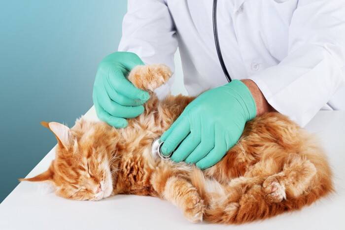 猫の『足が冷えている』ときの原因3つ　病気の可能性や取るべき対処法も解説