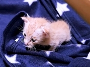 母親に置き去りにされたガリガリの子猫→命を救うため、懸命にお世話したら…『まるで奇跡のような展開』が12万再生「生きようとする姿に涙」