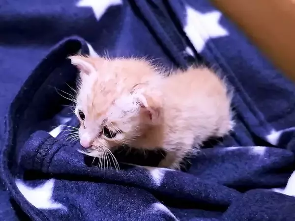 母親に置き去りにされたガリガリの子猫→命を救うため、懸命にお世話したら…『まるで奇跡のような展開』が12万再生「生きようとする姿に涙」