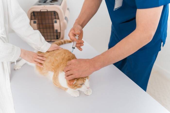 猫の目にあらわれる病気『チェリーアイ』の症状4つ　放置してはいけない理由から治療法まで