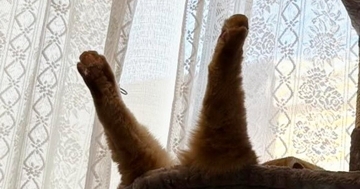 ハンモックで『爆睡していた猫』→後ろ足が……想定外の『クセ強めな寝相』に爆笑する人が続出「落下中かと思ったｗ」「すごい躍動感」