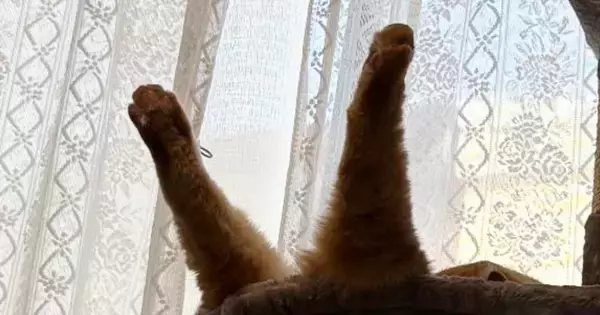 ハンモックで『爆睡していた猫』→後ろ足が……想定外の『クセ強めな寝相』に爆笑する人が続出「落下中かと思ったｗ」「すごい躍動感」