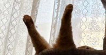 ハンモックで『爆睡していた猫』→後ろ足が……想定外の『クセ強めな寝相』に爆笑する人が続出「落下中かと思ったｗ」「すごい躍動感」