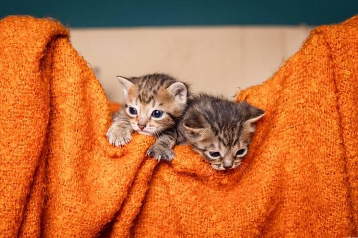 子猫に訪れる『社会化期』に慣れさせたいこと3つ　重要な時期となる理由やトレーニングのコツも解説