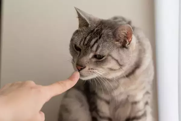猫との距離が縮まる『可愛がり方』のポイント3つ　満足してもらうコツからNG行為までご紹介