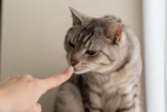 猫との距離が縮まる『可愛がり方』のポイント3つ　満足してもらうコツからNG行為までご紹介