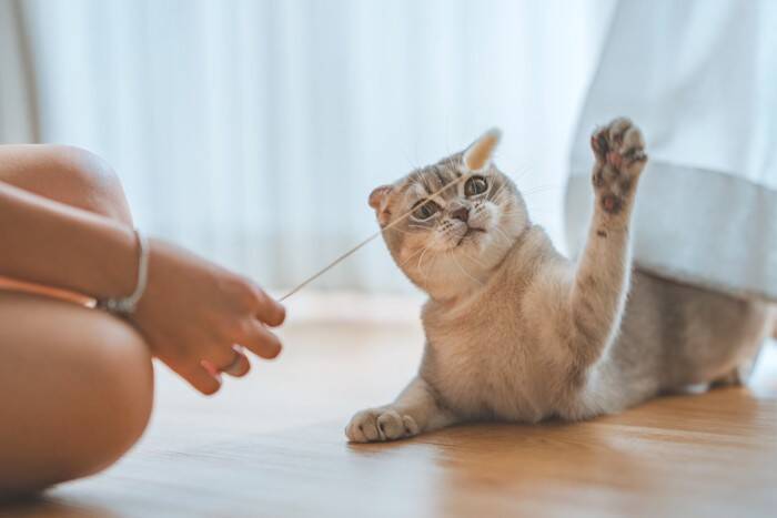 猫との距離が縮まる『可愛がり方』のポイント3つ　満足してもらうコツからNG行為までご紹介