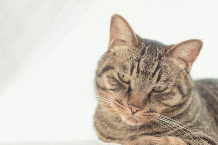 猫との距離が縮まる『可愛がり方』のポイント3つ　満足してもらうコツからNG行為までご紹介