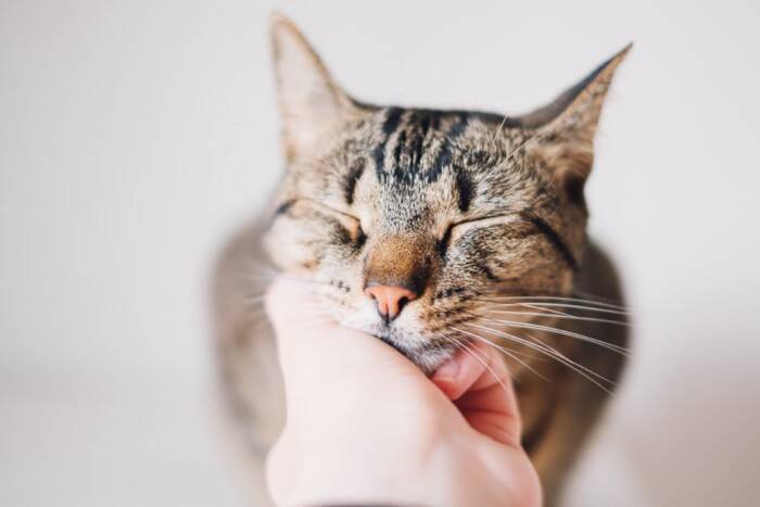 猫との距離が縮まる『可愛がり方』のポイント3つ　満足してもらうコツからNG行為までご紹介