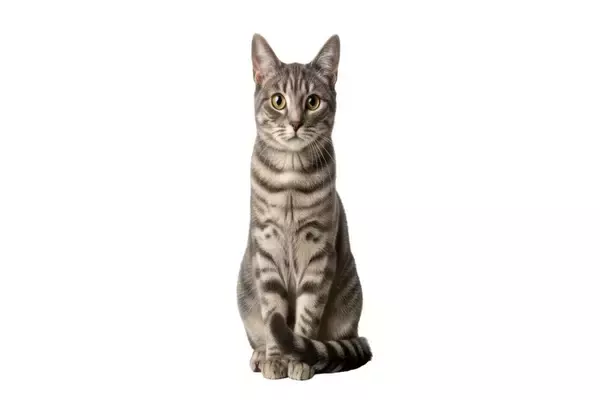 猫が『しっぽで前足を隠す』3つの理由　隠されている心理や適切な接し方