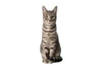 猫が『しっぽで前足を隠す』3つの理由　隠されている心理や適切な接し方