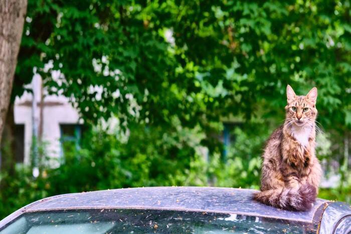 猫が『しっぽで前足を隠す』3つの理由　隠されている心理や適切な接し方