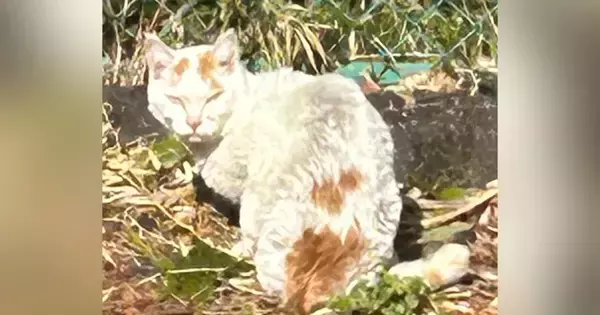 『ガリガリでボサボサだった野良猫』を保護→愛情を注いだ結果…別猫のような『現在の様子』に「もう泣きそう」「愛は偉大だね」と２万いいね