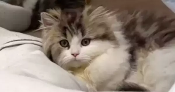 子猫が足元まで近づいてきて…可愛さを自覚しているとしか思えない『あざとすぎる行動』に「見せ方わかってる」「猫系彼女」と反響