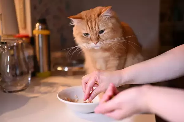 猫に「ご飯をあげるタイミング」とは？気を付けるべき4つのポイント