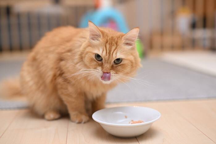 猫に「ご飯をあげるタイミング」とは？気を付けるべき4つのポイント