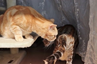 猫たちが『おしりのニオイを嗅ぎ合う』理由4つ　何を確かめているの？行動が持つ意味を解説