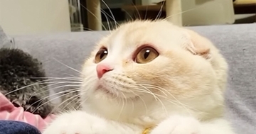 隣に座ってきた猫→丸いおててを脚にのせてきて…尊すぎる『かまってアピール』が120万再生「自分の可愛さをわかってる」「全人類敵わない」