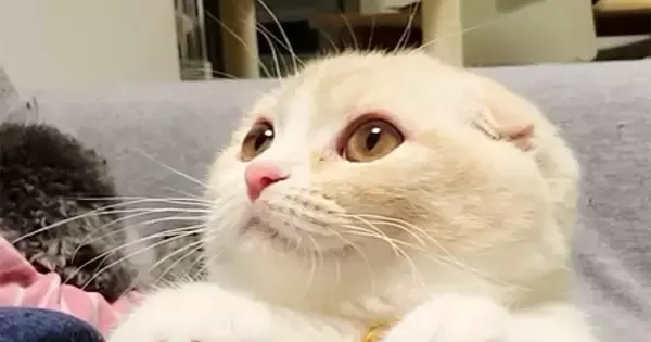 隣に座ってきた猫→丸いおててを脚にのせてきて…尊すぎる『かまってアピール』が120万再生「自分の可愛さをわかってる」「全人類敵わない」