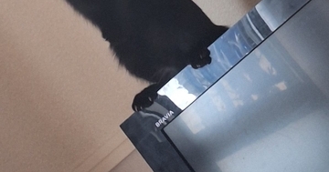 テレビの上に乗っていた『黒猫』…出勤3秒前に撮影された『まさかの光景』に爆笑の声「出かけなきゃなのにｗ」「タ、タスケテｗ」と41万表示