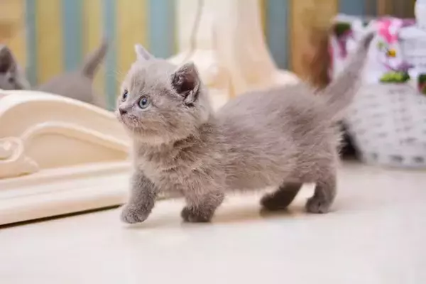 『短い足』が特徴のユニークな猫種3選　短足猫と一緒に暮らすときの注意点も