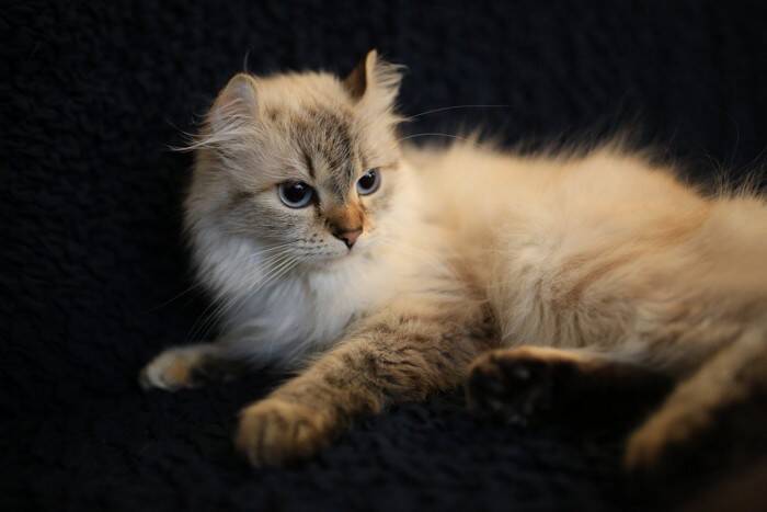 『短い足』が特徴のユニークな猫種3選　短足猫と一緒に暮らすときの注意点も