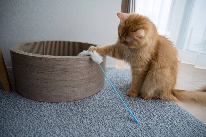 『短い足』が特徴のユニークな猫種3選　短足猫と一緒に暮らすときの注意点も