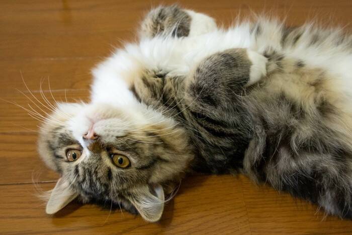 『短い足』が特徴のユニークな猫種3選　短足猫と一緒に暮らすときの注意点も