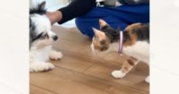 犬と初めて対面した猫→ゆっくりと近づくと…あまりにも素敵な『まさかの行動』が53万再生「尊くて泣けてくる」「優しくて涙」と感動の声