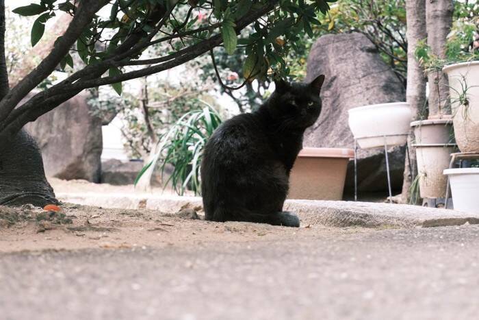 猫にゆかりのある『神社・お寺』8選　猫好きなら足を運びたくなる理由やおすすめポイントをご紹介