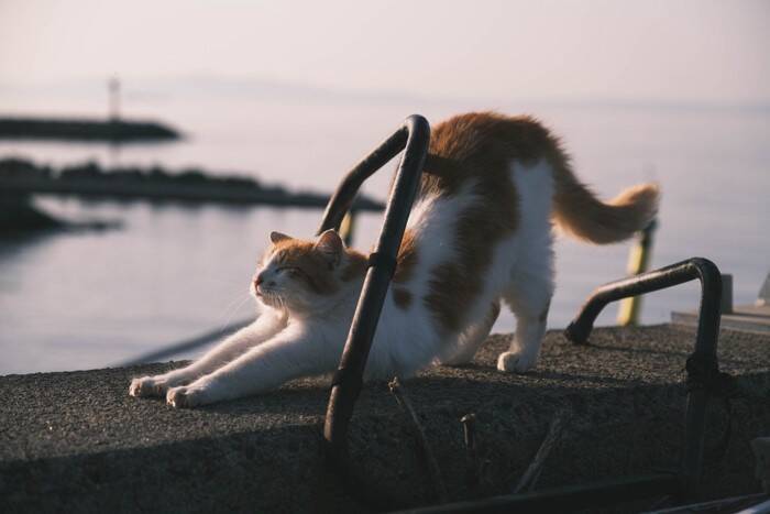 猫が『体を伸ばしたまま歩く』ときの理由4つ　考えられる心理や行動の意味を解説