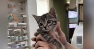 保護した子猫を『動物病院』に連れていった結果…素敵すぎる『先生のリアクション』が173万再生「本当に好きなんだろうね」「愛を感じる」