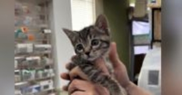保護した子猫を『動物病院』に連れていった結果…素敵すぎる『先生のリアクション』が173万再生「本当に好きなんだろうね」「愛を感じる」