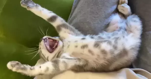 保護子猫を家に迎えてから『10日』しか経っていないのに……まさかの光景が273万再生「5年は一緒にいるような貫禄」「良かったなぁ」