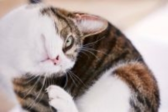 猫の『耳掃除』しないとどうなる？放置で起こる3つのトラブルと正しいケア方法