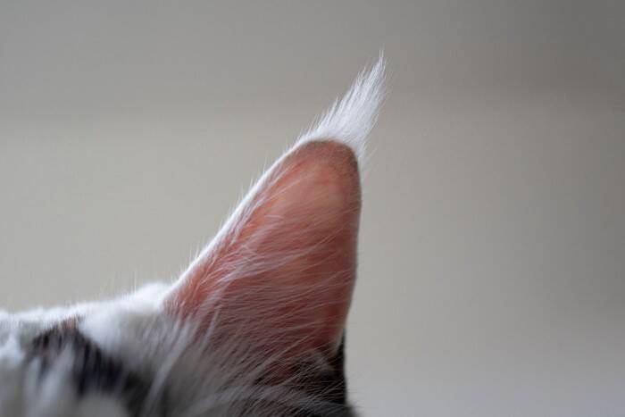 猫の『耳掃除』しないとどうなる？放置で起こる3つのトラブルと正しいケア方法