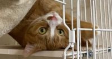 ハンモックの使い方が『個性的すぎるネコ』…とんでもない体勢に「なんて格好してるのｗ」「ヨガにでもハマったのかなｗ」と爆笑の声続出