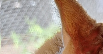 湿気が多い日、『窓の外を眺める猫』のことを見たら…可愛すぎる『衝撃の光景』に４万いいね「人間だけじゃないんだ」「とてつもなく愛らしい」