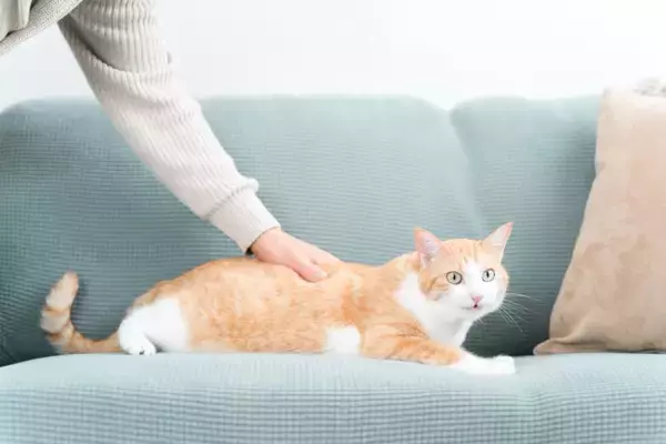 猫にできる『悪性腫瘍と良性腫瘍』の違い5つ　見分けることはできる？見つけたときの対処法も