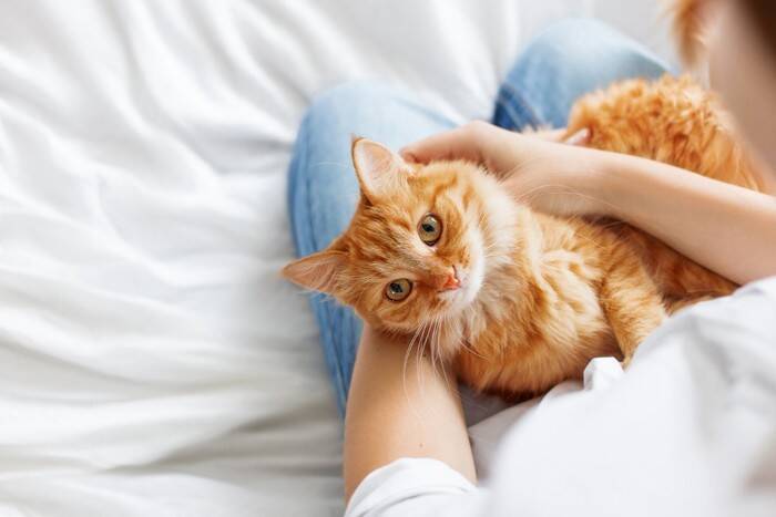 猫にできる『悪性腫瘍と良性腫瘍』の違い5つ　見分けることはできる？見つけたときの対処法も