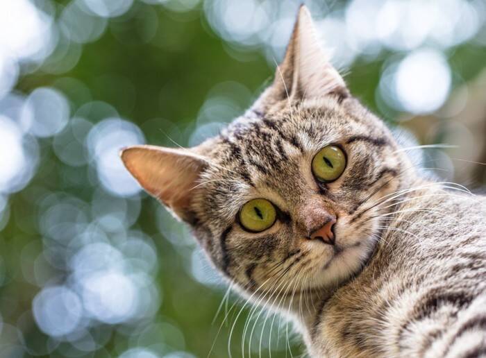 猫にできる『悪性腫瘍と良性腫瘍』の違い5つ　見分けることはできる？見つけたときの対処法も